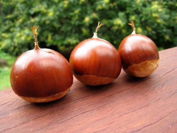 Foto - Günde 3 tane kestane yerseniz...