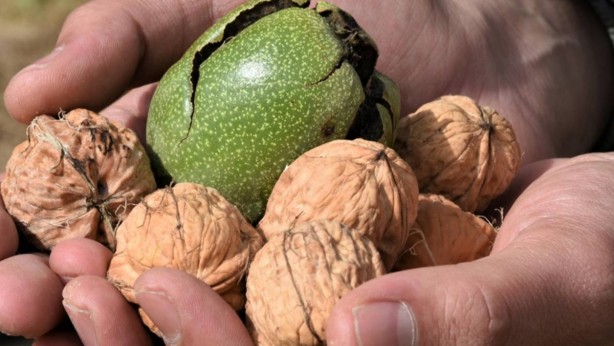 Foto - Günde 3 tane yiyin, 10 kaplan gücünde olun! İşte insan beynini güçlendiren tek yiyecek! Kalbe de beyne de çok iyi geliyor
