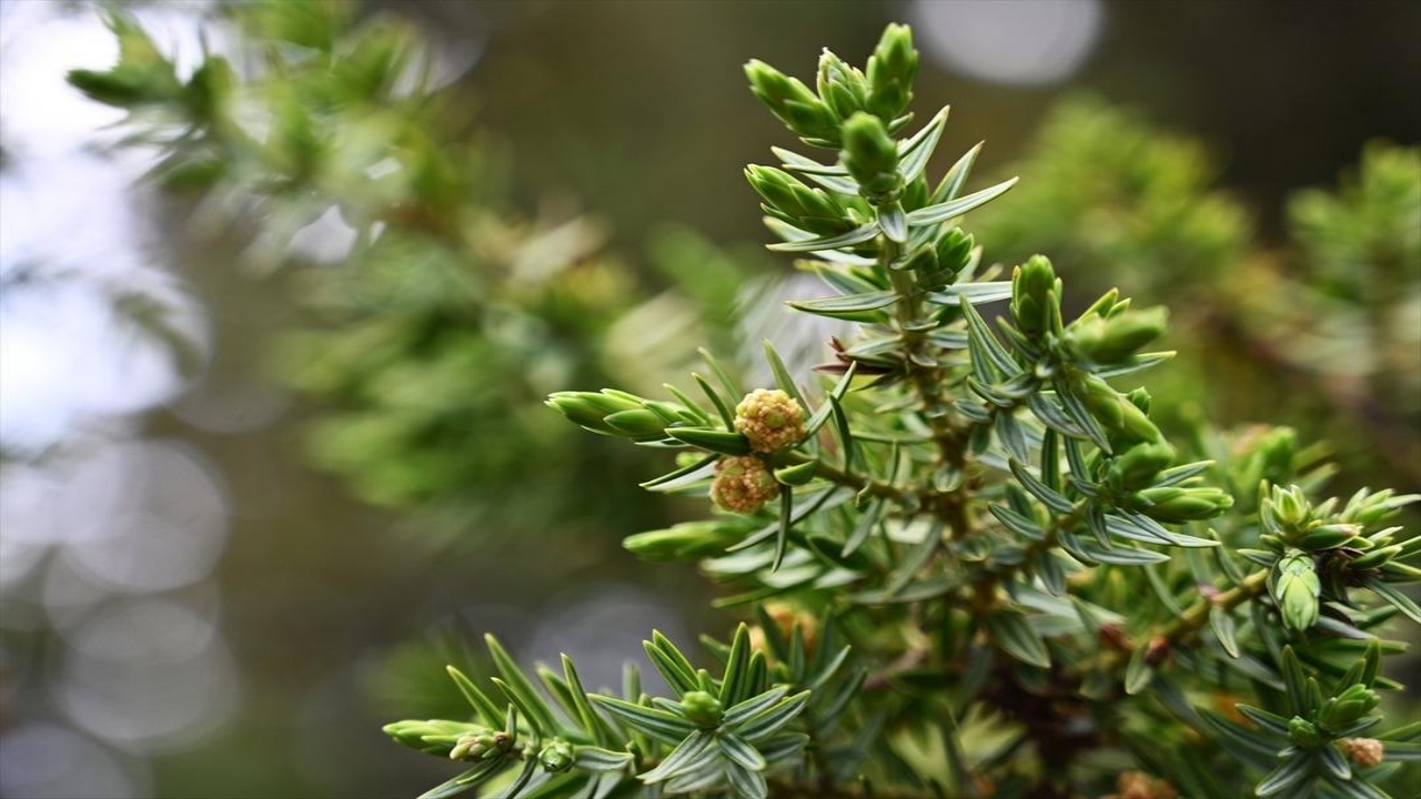 Foto - Günde 5 tane üretip internetten satıyor! Millet, çılgınlar gibi talep gösteriyor