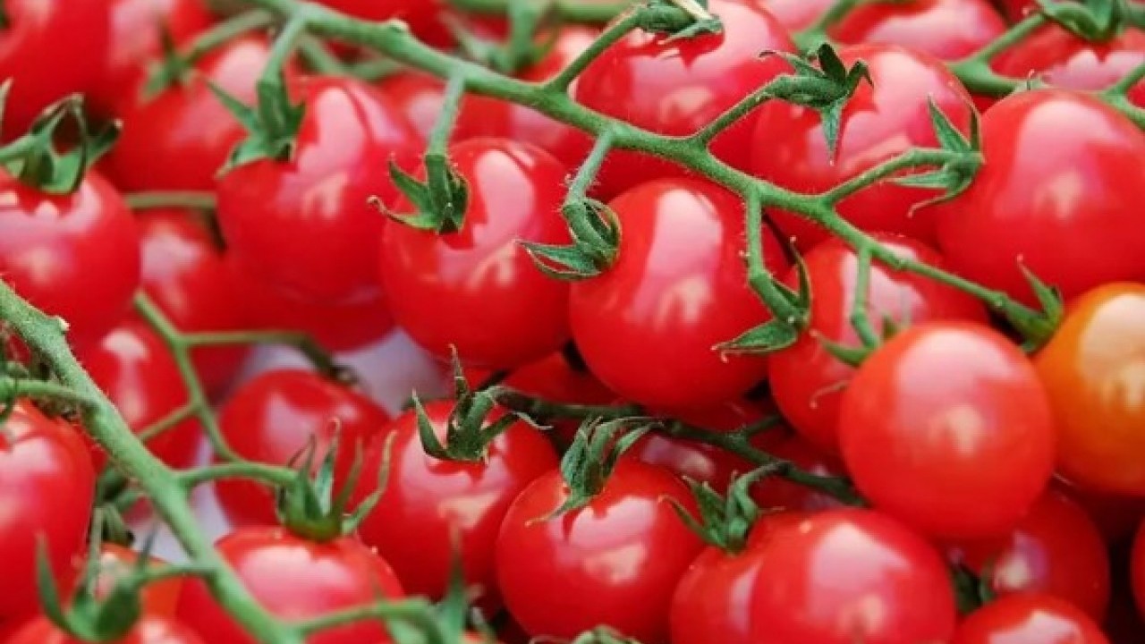 Foto - Günde bir bardak için: Kanser riskini azalttığı ortaya çıktı!