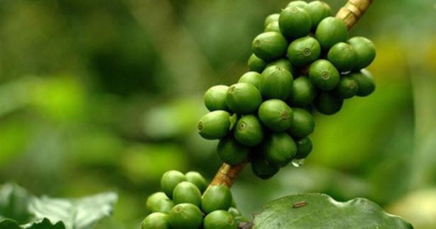 Foto - Günde iki fincan yeşil kahve içerseniz...