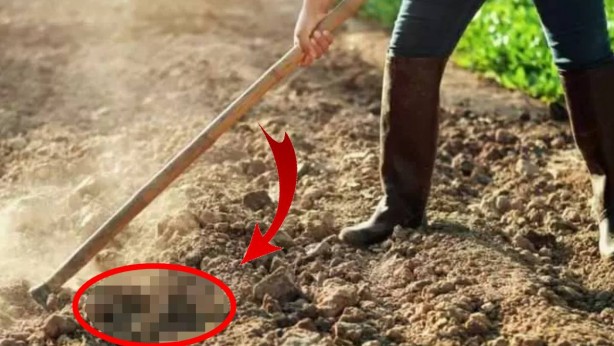 Gündelikçi olarak tarlada çalışıyordu, başına talih kuşu kondu! Tırmığına takılanı görünce şok oldu: 5 tane birden buldu