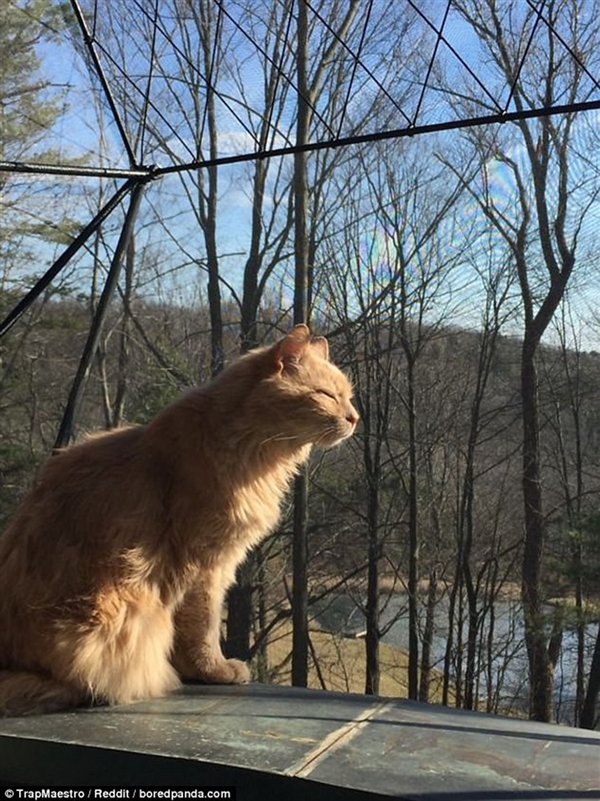 Foto - Güneş banyosu yapan sevimli kediler