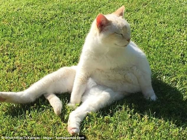 Foto - Güneş banyosu yapan sevimli kediler