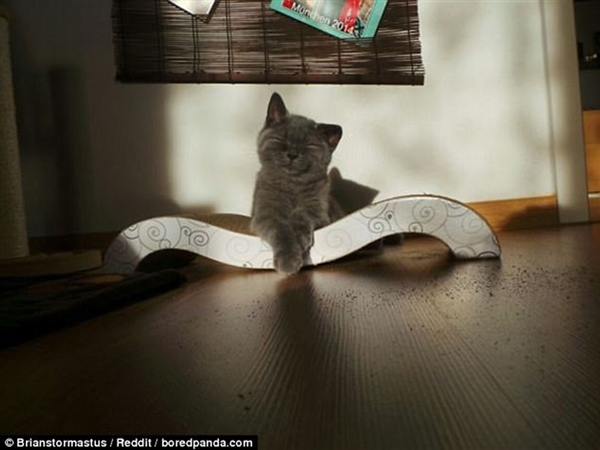 Foto - Güneş banyosu yapan sevimli kediler