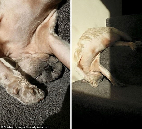 Foto - Güneş banyosu yapan sevimli kediler