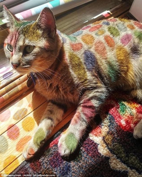 Foto - Güneş banyosu yapan sevimli kediler