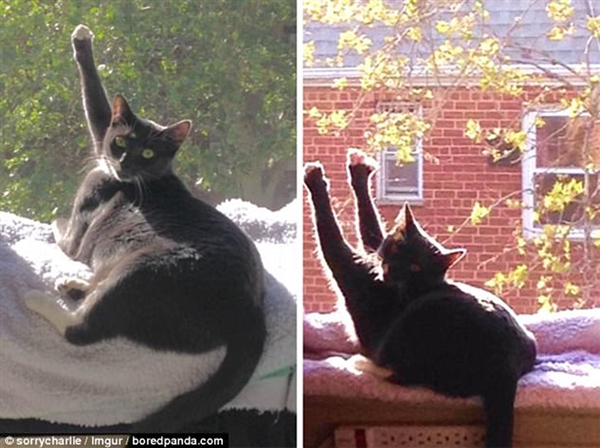 Foto - Güneş banyosu yapan sevimli kediler