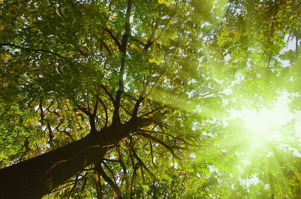 Foto - Güneşe çıkmadan önce iki kez düşünün