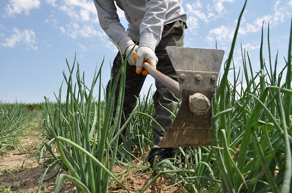 Güneşin altında ekmek mücadelesi