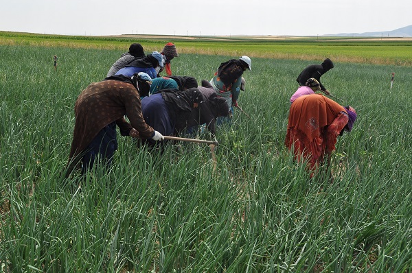 Foto - Güneşin altında ekmek mücadelesi