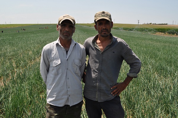 Foto - Güneşin altında ekmek mücadelesi