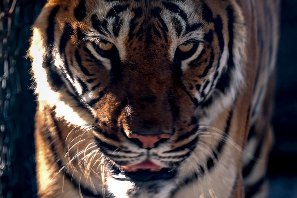 Foto - Güneşli havanın tadını en çok onlar çıkardı