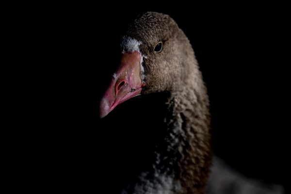 Foto - Güneşli havanın tadını en çok onlar çıkardı