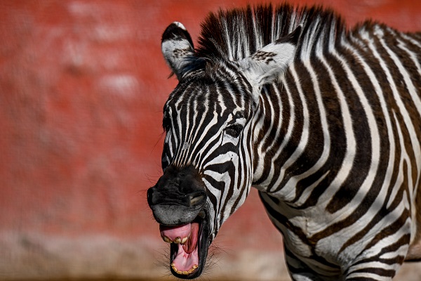 Foto - Güneşli havanın tadını en çok onlar çıkardı