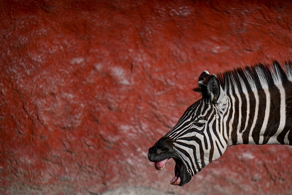 Foto - Güneşli havanın tadını en çok onlar çıkardı