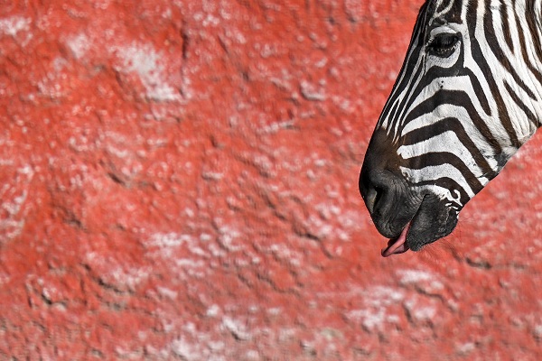 Foto - Güneşli havanın tadını en çok onlar çıkardı