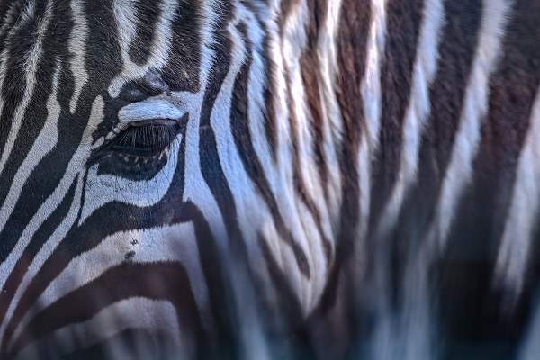 Foto - Güneşli havanın tadını en çok onlar çıkardı