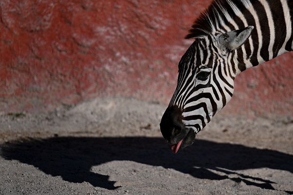 Foto - Güneşli havanın tadını en çok onlar çıkardı