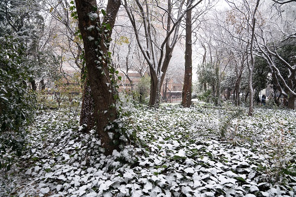 Foto - Güney Afrika beyaza büründü