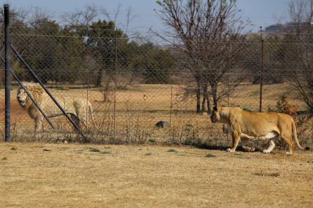 Foto - Güney Afrika'da ortalık bu sefer Aslan yüzünden karışacak! Tutsak aslan endüstrisi: Büyük şok...