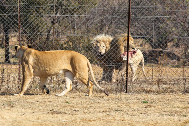 Foto - Güney Afrika'da ortalık bu sefer Aslan yüzünden karışacak! Tutsak aslan endüstrisi: Büyük şok...
