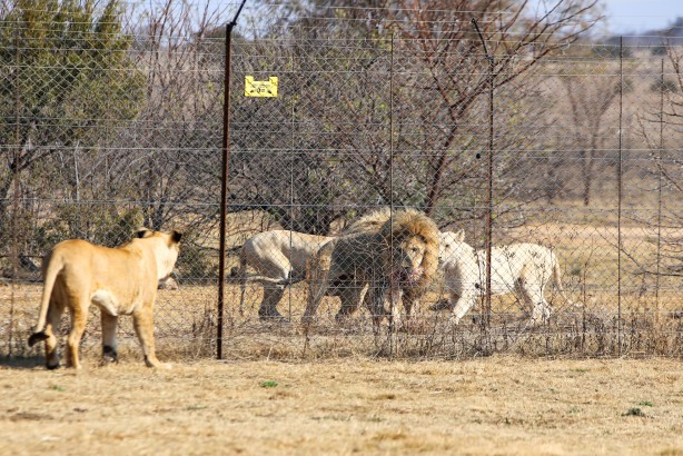 Foto - Güney Afrika'da ortalık bu sefer Aslan yüzünden karışacak! Tutsak aslan endüstrisi: Büyük şok...