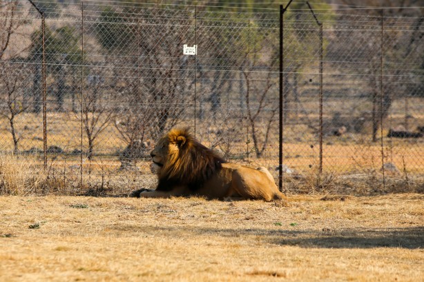 Foto - Güney Afrika'da ortalık bu sefer Aslan yüzünden karışacak! Tutsak aslan endüstrisi: Büyük şok...