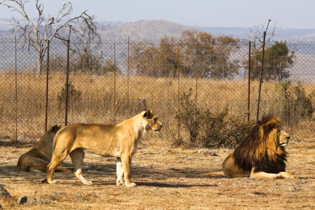 Foto - Güney Afrika'da ortalık bu sefer Aslan yüzünden karışacak! Tutsak aslan endüstrisi: Büyük şok...