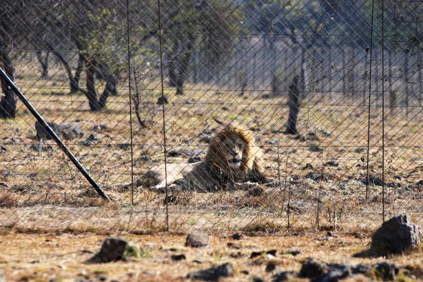 Foto - Güney Afrika'da ortalık bu sefer Aslan yüzünden karışacak! Tutsak aslan endüstrisi: Büyük şok...