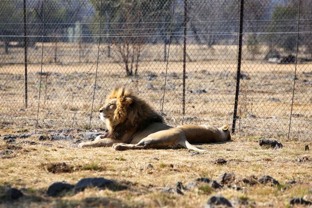 Foto - Güney Afrika'da ortalık bu sefer Aslan yüzünden karışacak! Tutsak aslan endüstrisi: Büyük şok...