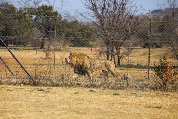 Foto - Güney Afrika'da ortalık bu sefer Aslan yüzünden karışacak! Tutsak aslan endüstrisi: Büyük şok...