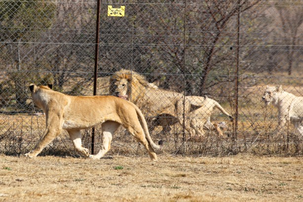 Foto - Güney Afrika'da ortalık bu sefer Aslan yüzünden karışacak! Tutsak aslan endüstrisi: Büyük şok...