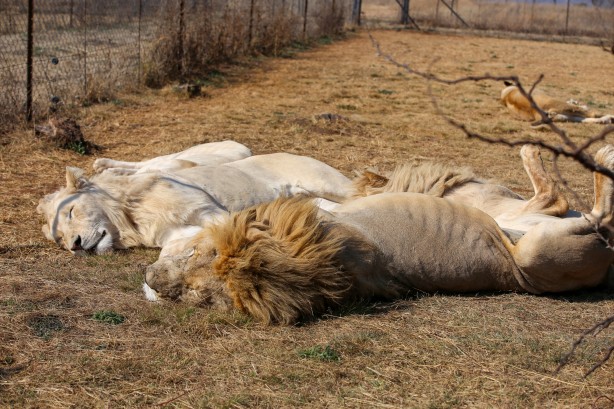 Foto - Güney Afrika'da ortalık bu sefer Aslan yüzünden karışacak! Tutsak aslan endüstrisi: Büyük şok...