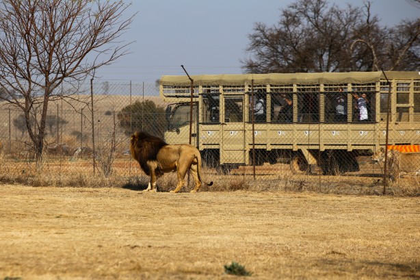 Foto - Güney Afrika'da ortalık bu sefer Aslan yüzünden karışacak! Tutsak aslan endüstrisi: Büyük şok...