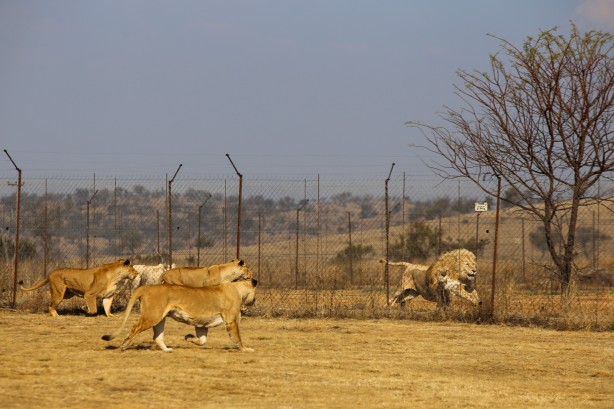 Foto - Güney Afrika'da ortalık bu sefer Aslan yüzünden karışacak! Tutsak aslan endüstrisi: Büyük şok...