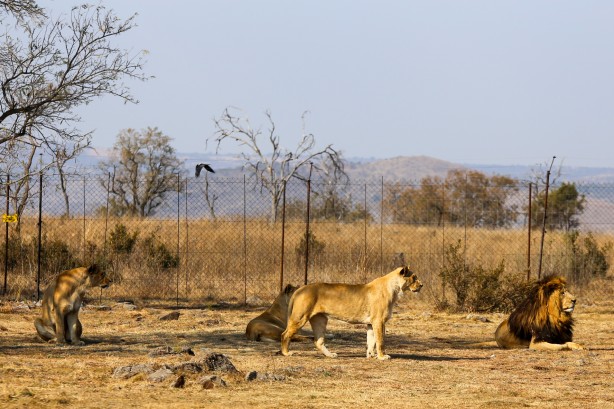 Foto - Güney Afrika'da ortalık bu sefer Aslan yüzünden karışacak! Tutsak aslan endüstrisi: Büyük şok...