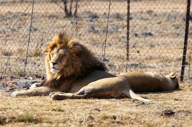Foto - Güney Afrika'da ortalık bu sefer Aslan yüzünden karışacak! Tutsak aslan endüstrisi: Büyük şok...