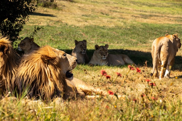 Foto - Güney Afrika’da vahşi doğa
