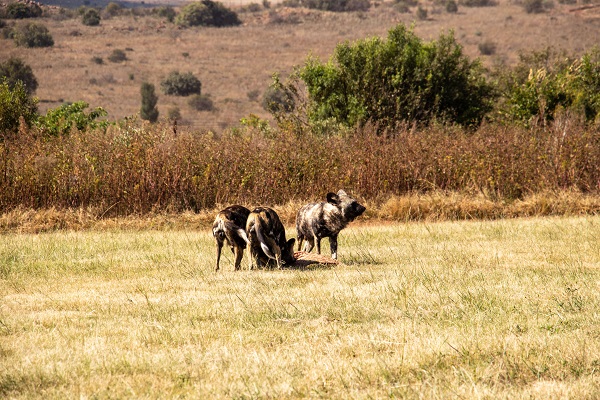 Foto - Güney Afrika’da vahşi doğa