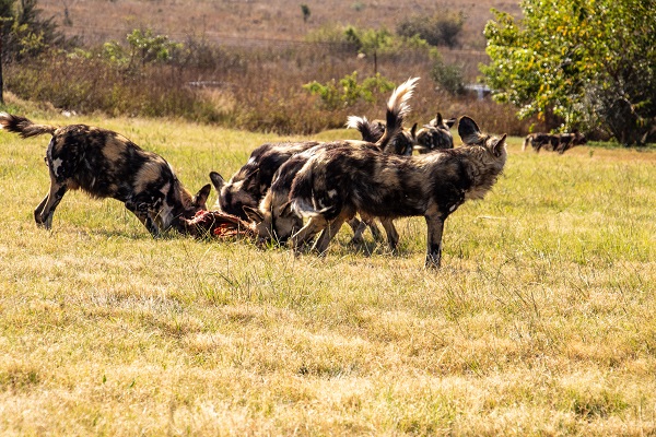 Foto - Güney Afrika’da vahşi doğa
