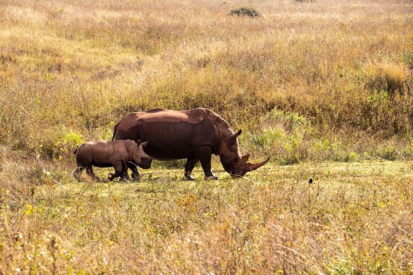 Foto - Güney Afrika’da vahşi doğa