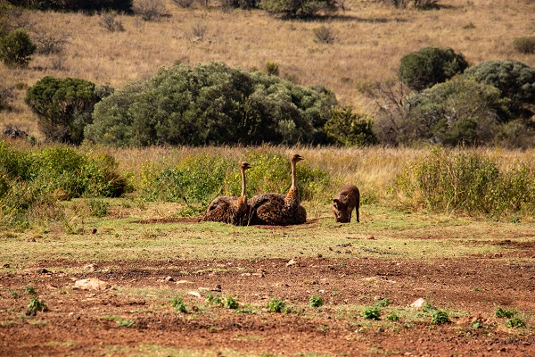 Foto - Güney Afrika’da vahşi doğa