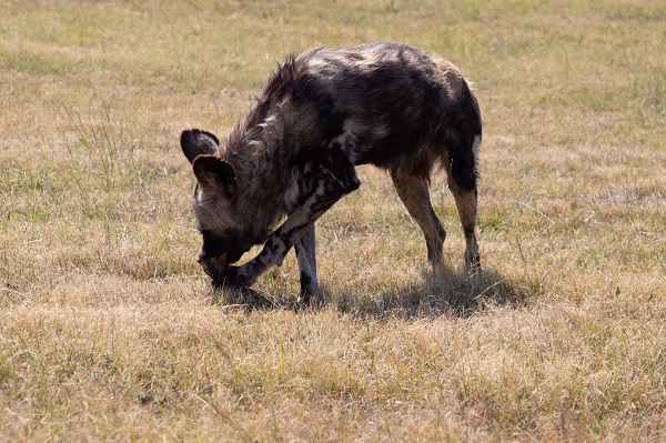 Foto - Güney Afrika’da vahşi doğa