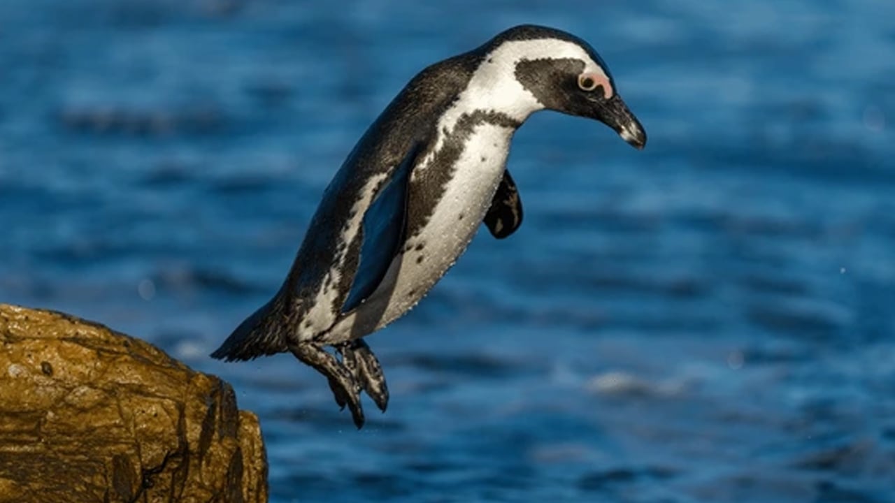 Güney Afrika'da yaklaşık 62 bin penguenin açlıktan öldüğü haberi geldi! Korkutan gelişme 
