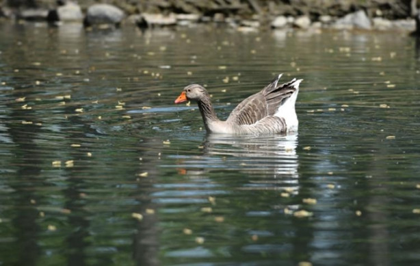 Foto - Güney Amerika'dan Bursa'ya geldiler! 