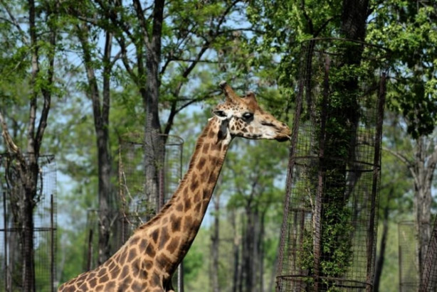 Foto - Güney Amerika'dan Bursa'ya geldiler! 