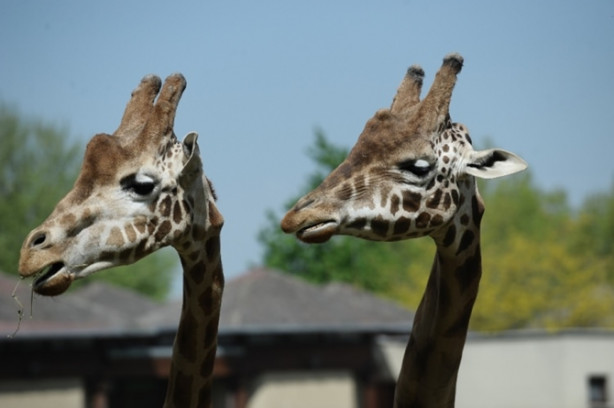 Foto - Güney Amerika'dan Bursa'ya geldiler! 