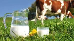 Foto - Güney Kıbrıs şokta! Haber yapan basın yazdı: 7 bin ton hellimin üretiminde süt tozu kullanıldı! Skandal sözler