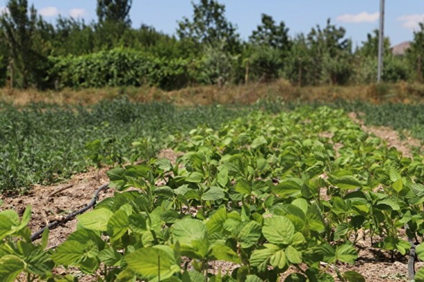 Foto - Güney Kore'den getirildi! İthalatı azaltıp kazancı katlayacak